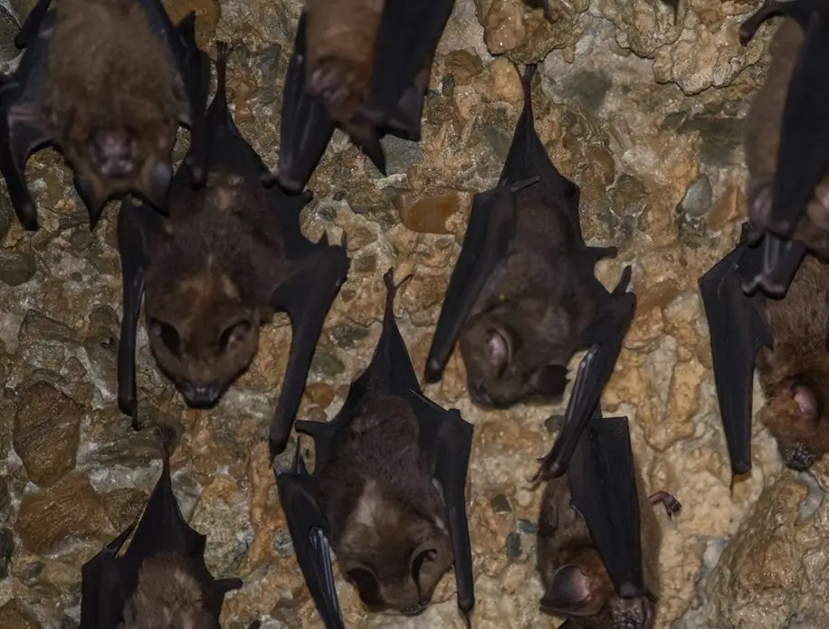 Aore Island Bat Cave Aore Island Bat Cave