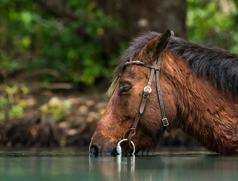 Santo-Horse-Adventures