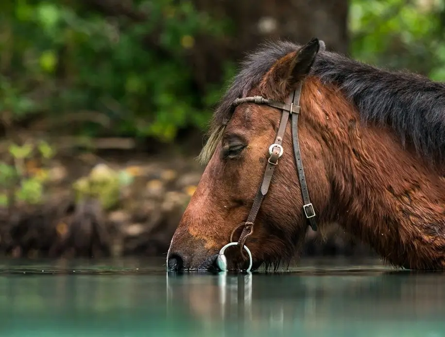 Santo Horse Adventures Santo Horse Adventures