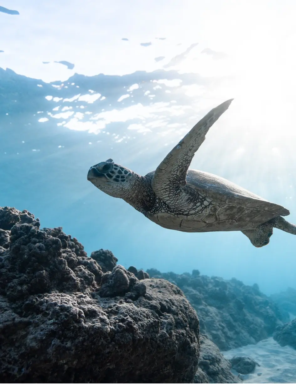 dives and tours dives and tours